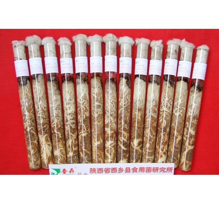 天麻蜜環(huán)菌母種、原種、栽培種