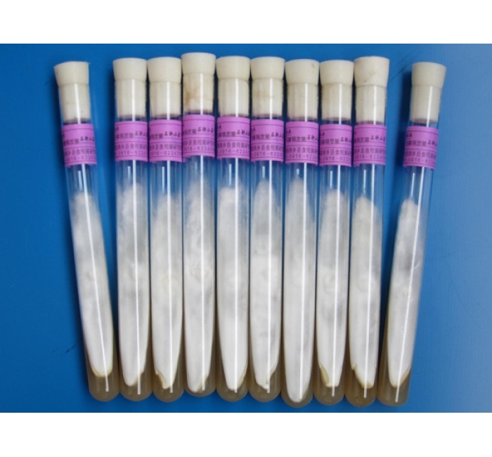 天麻萌發(fā)菌母種、原種、栽培種